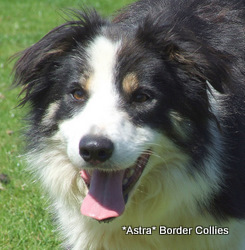 Astra Rhum, a handsome tricolour border collie
